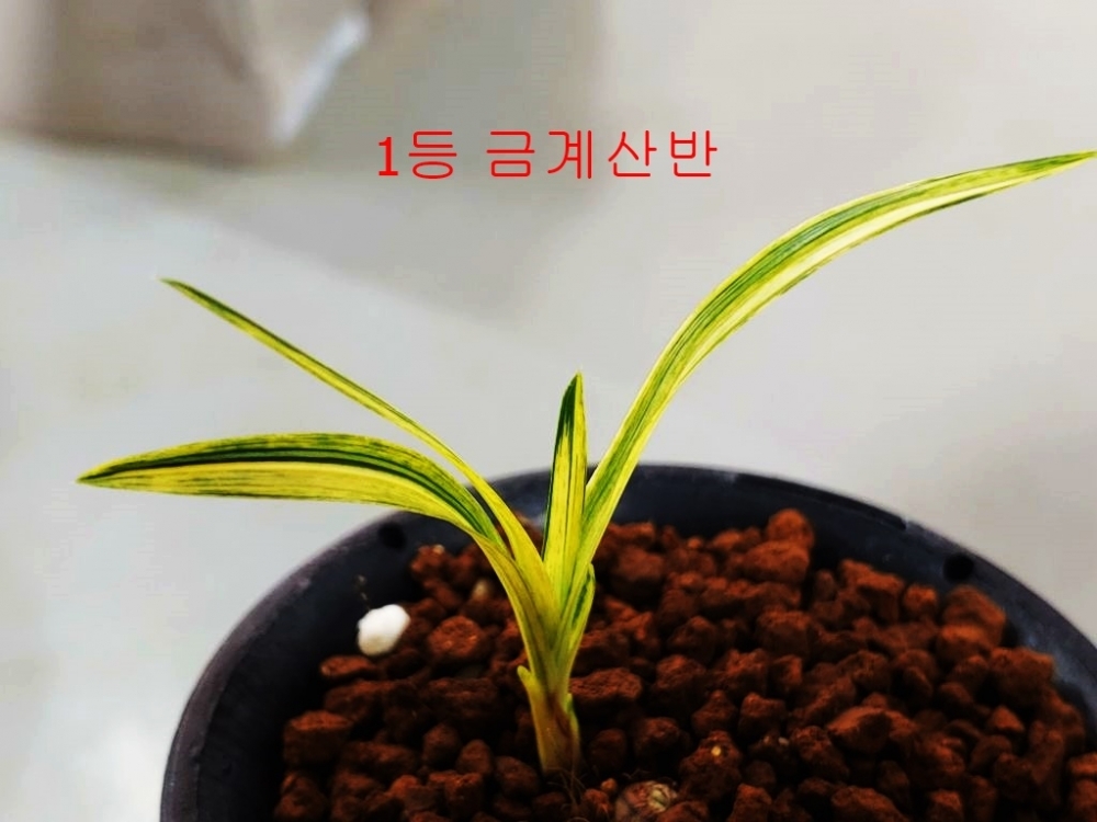 강추 1등종자