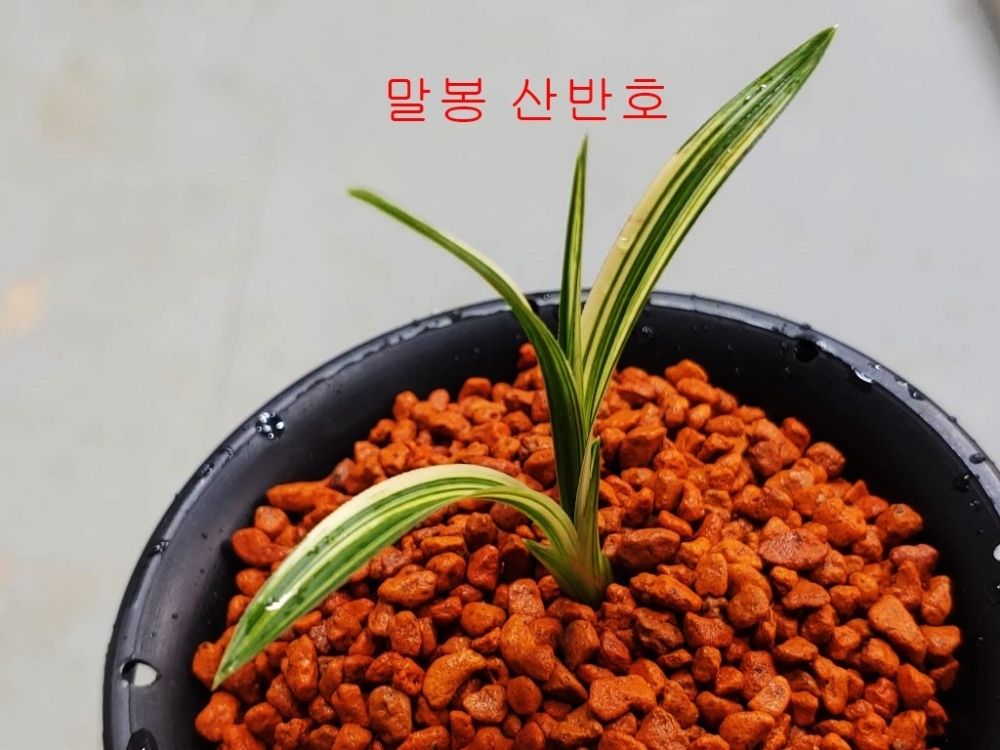 a산반호