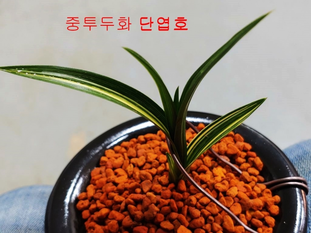 중투두화