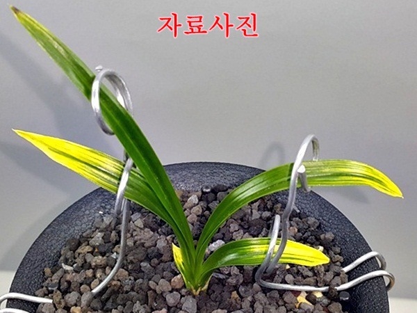 1등  황산반