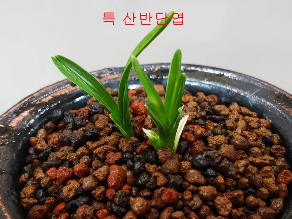 산반단엽