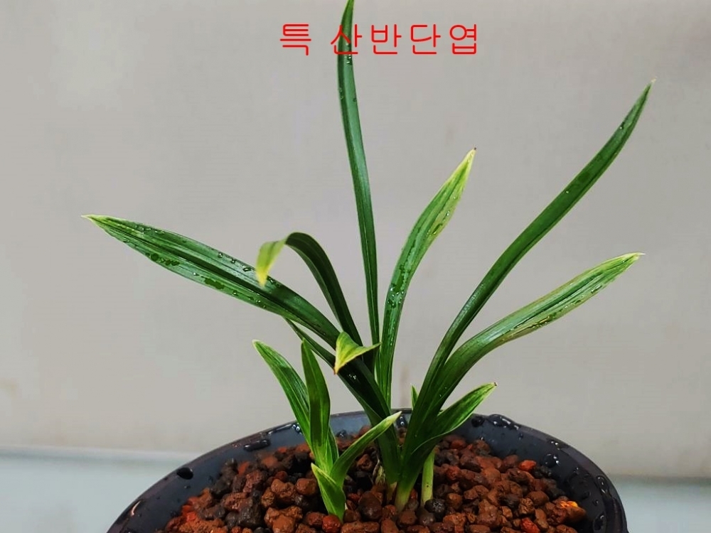 입변산반