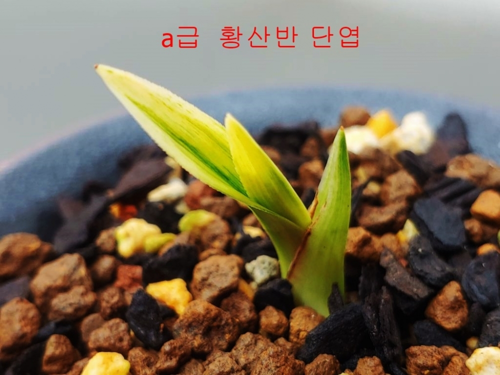 특  황산반 단엽