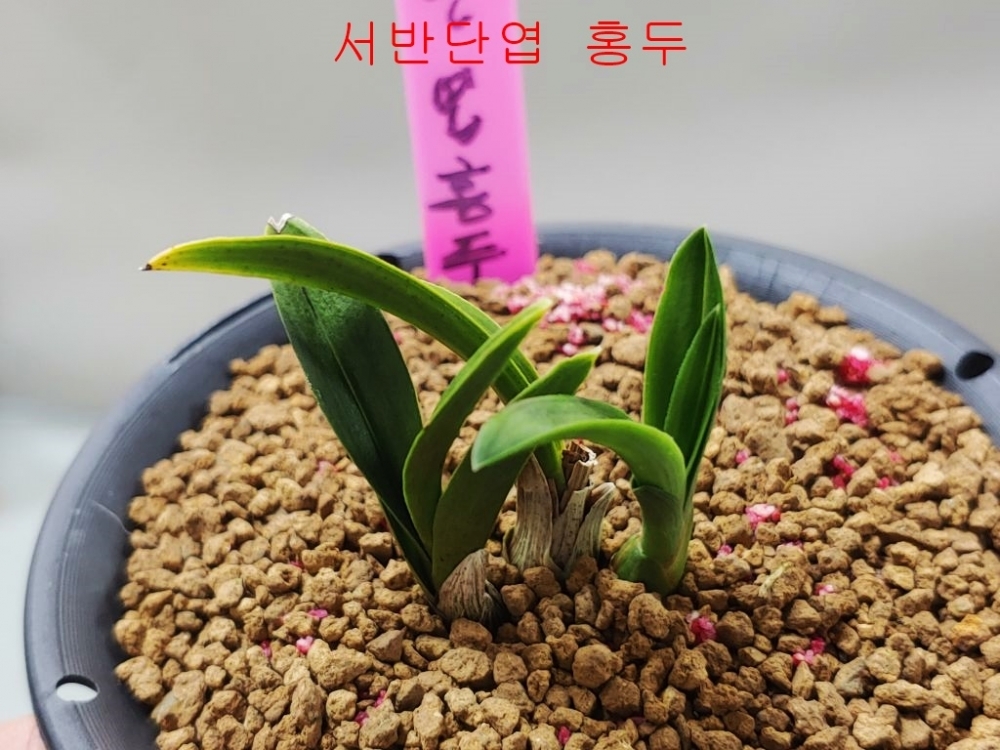 서반단엽 두화