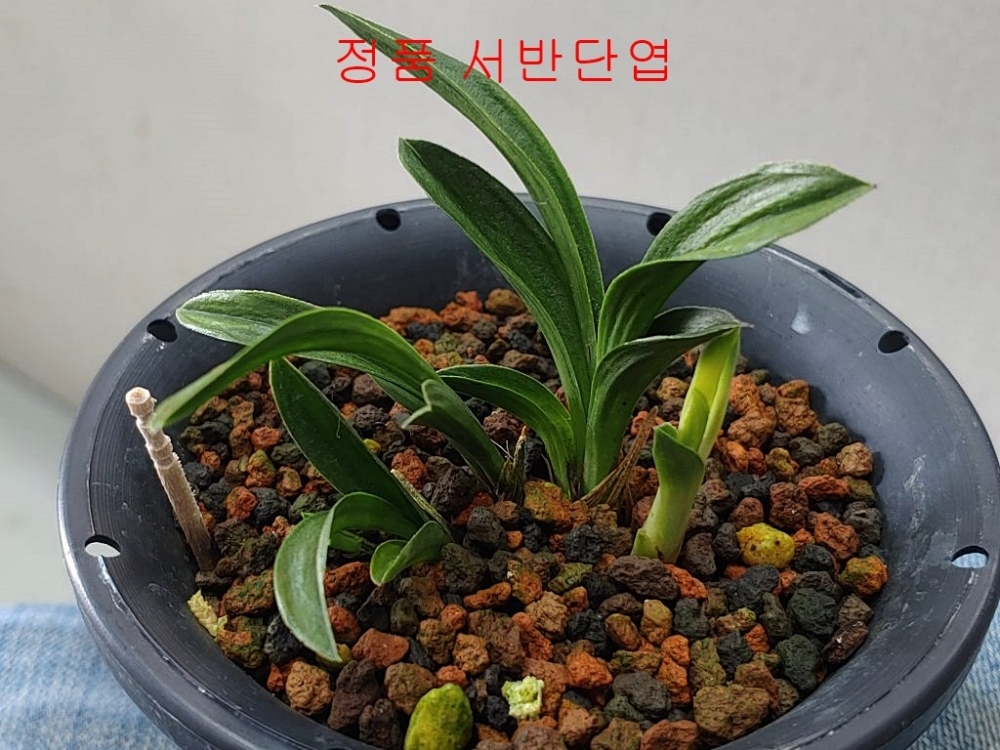 특  서반단엽