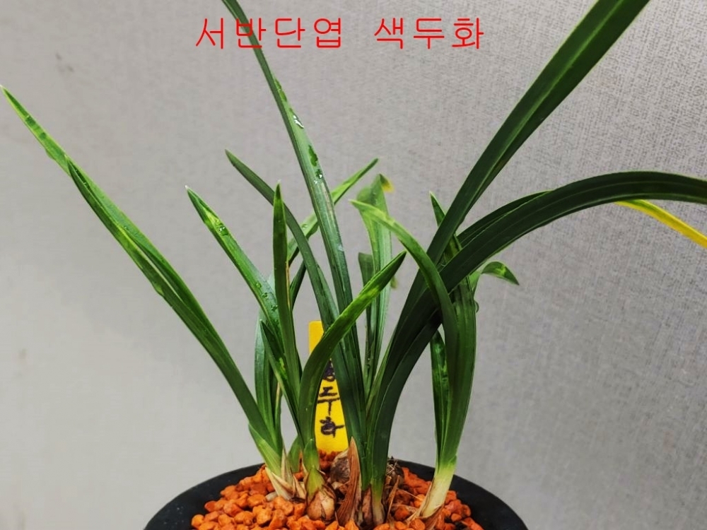 무명 기대품