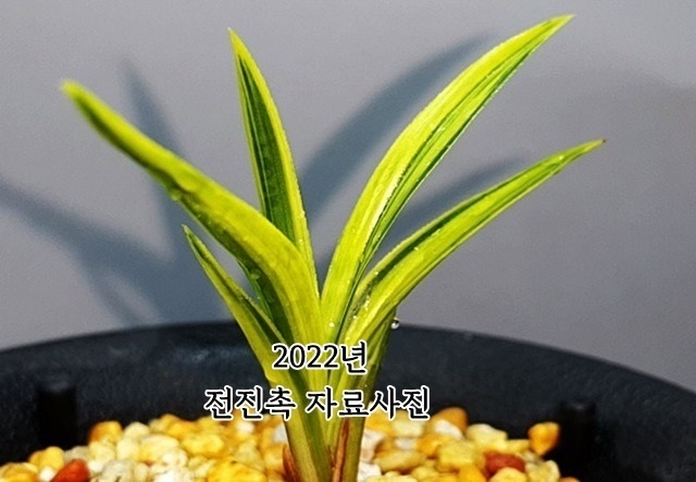 좋은종자