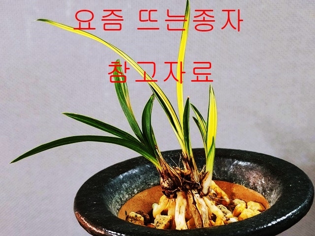a급  단엽호