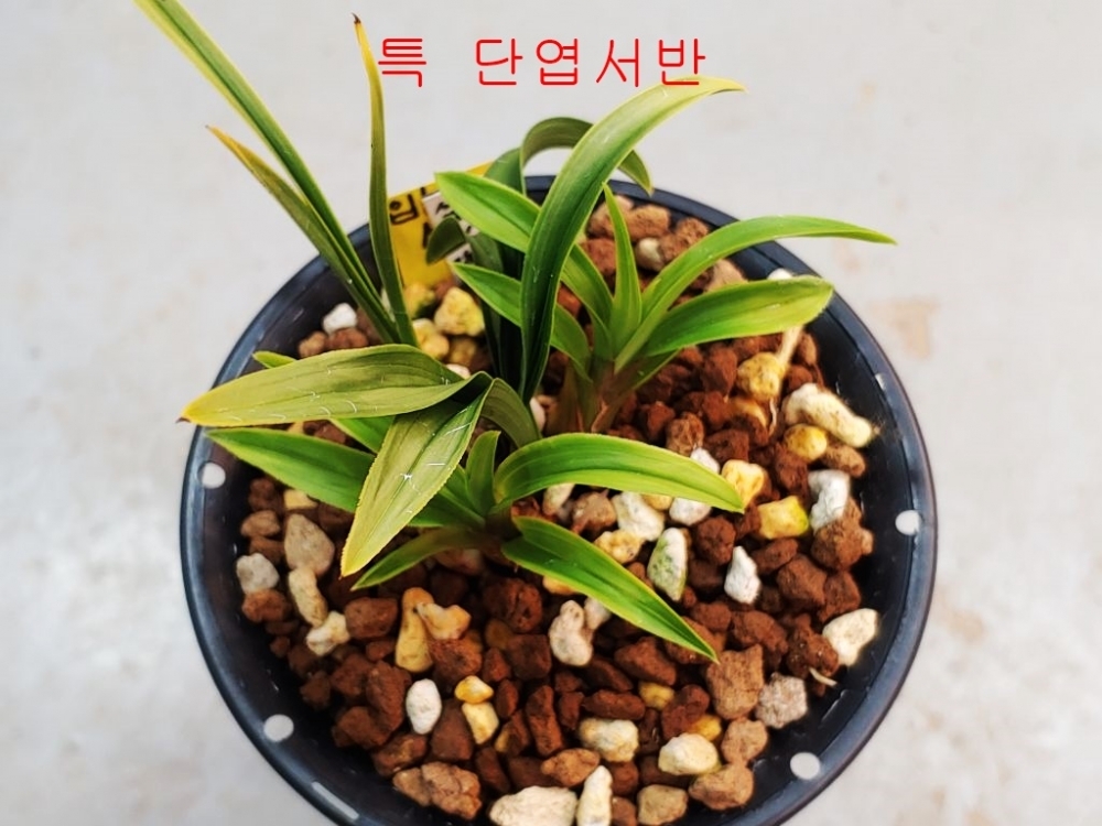 멋진서반단엽