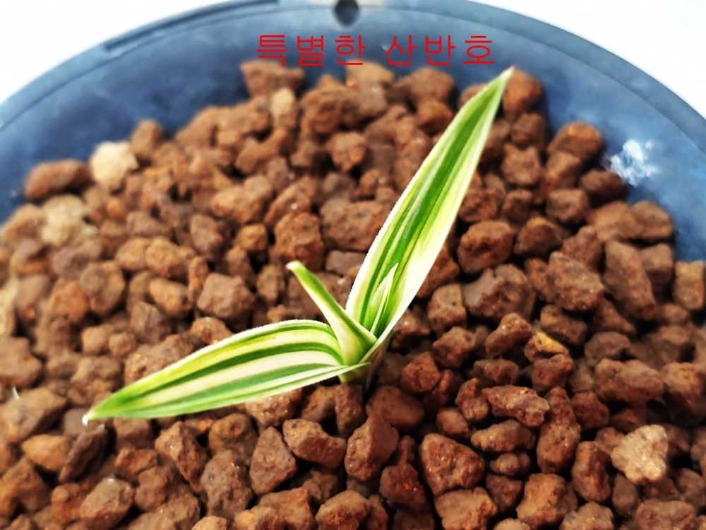 특별한 산반