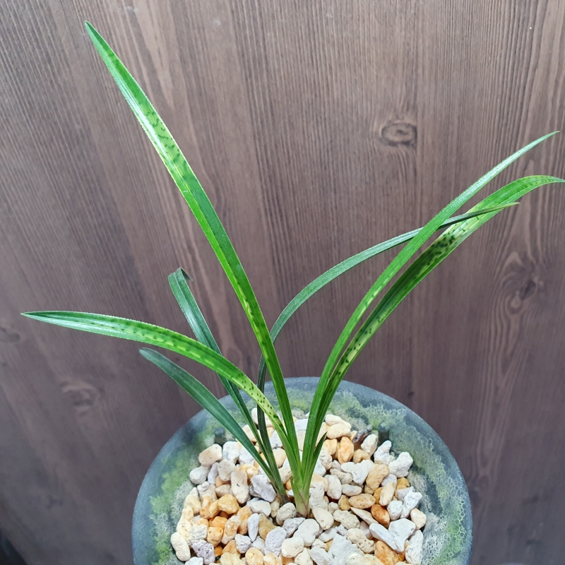 사피,,종자하세요