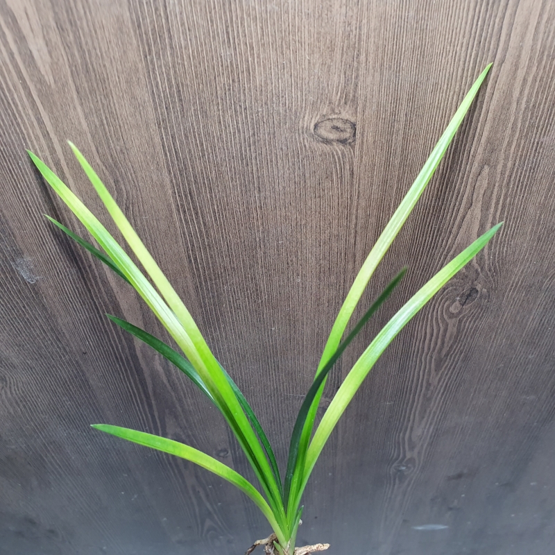 입변,,황서호반