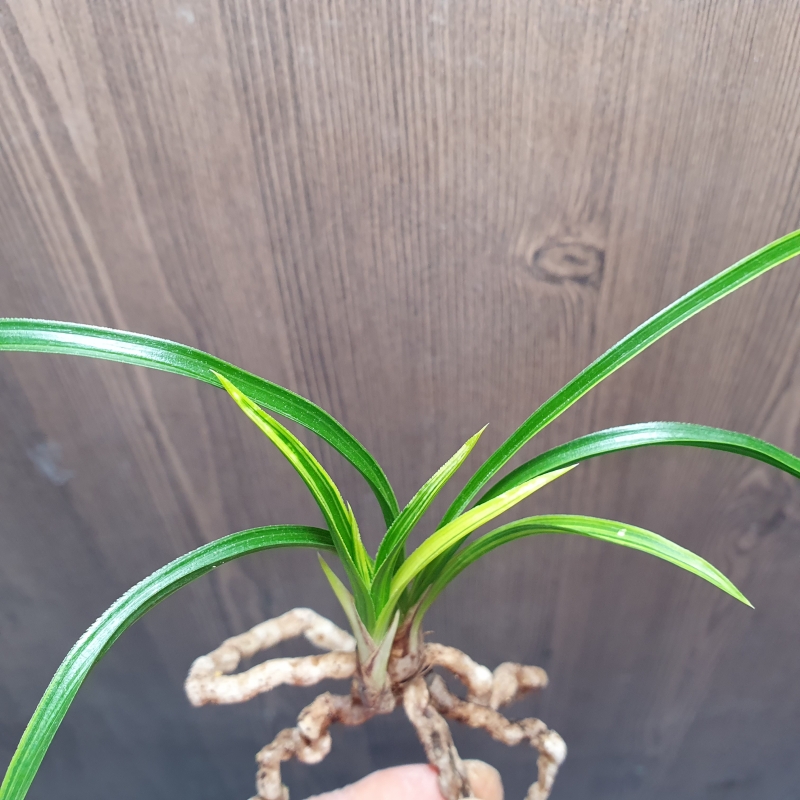 까닥지,,극황,,산반