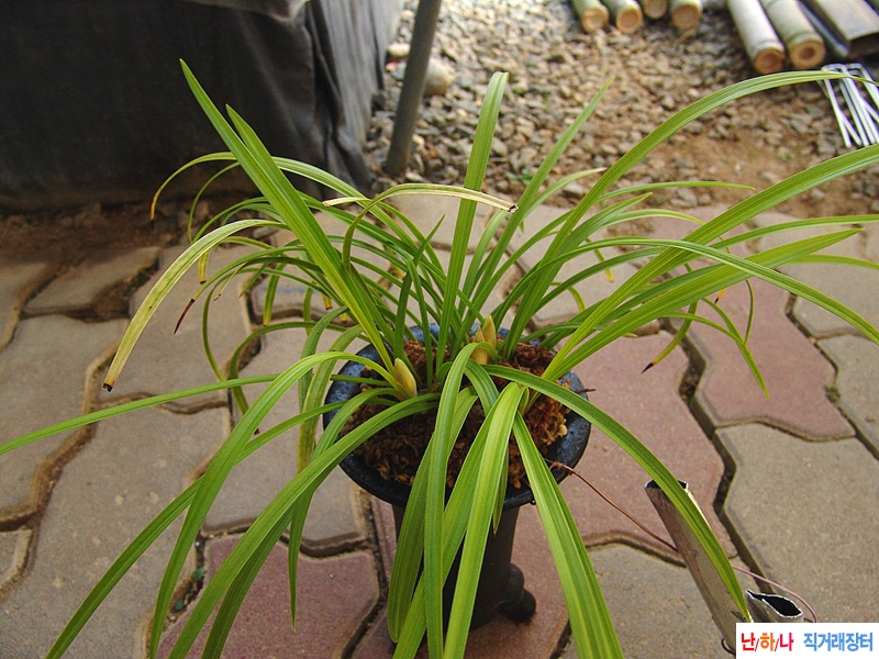 무명 서황화소심 꽃 4?