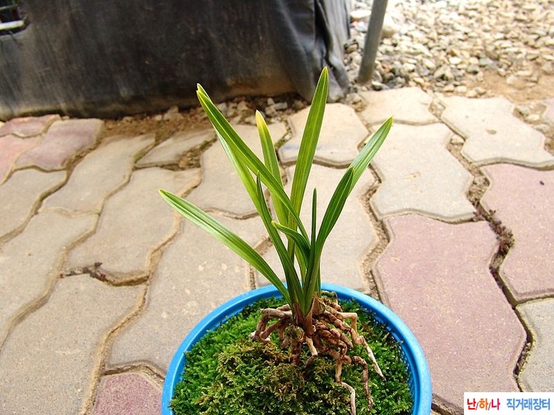 색두 기대품종 환엽 서?