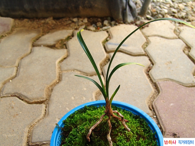 특종자목 극황색 산반