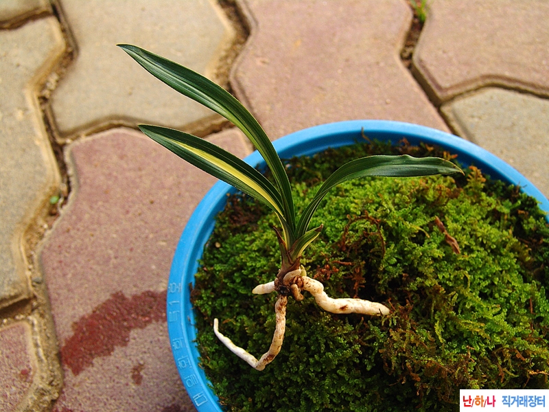 단엽성 배불뚝이 황중?