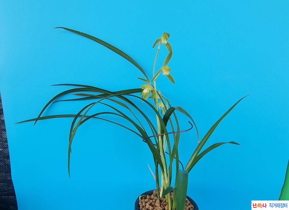 춘한란주금소심꽃2