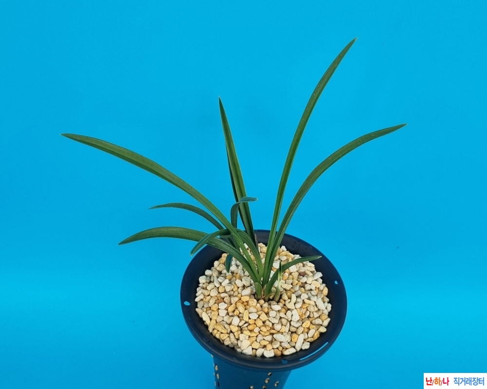 대박기대입변서반