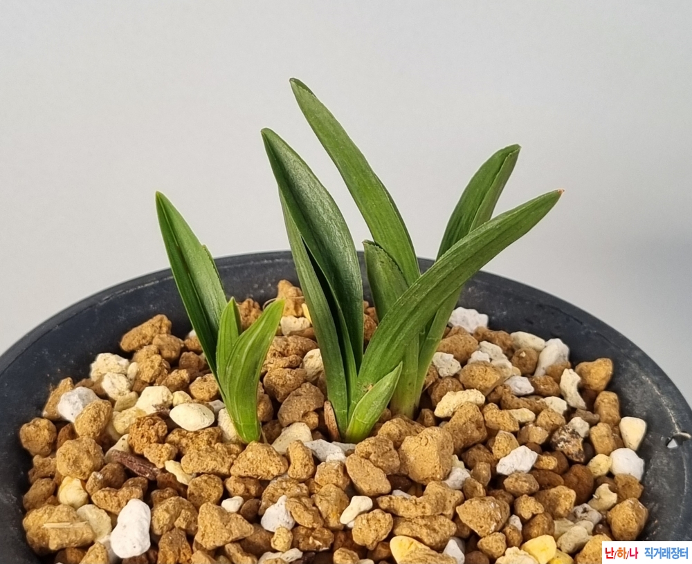 정통단엽산반호