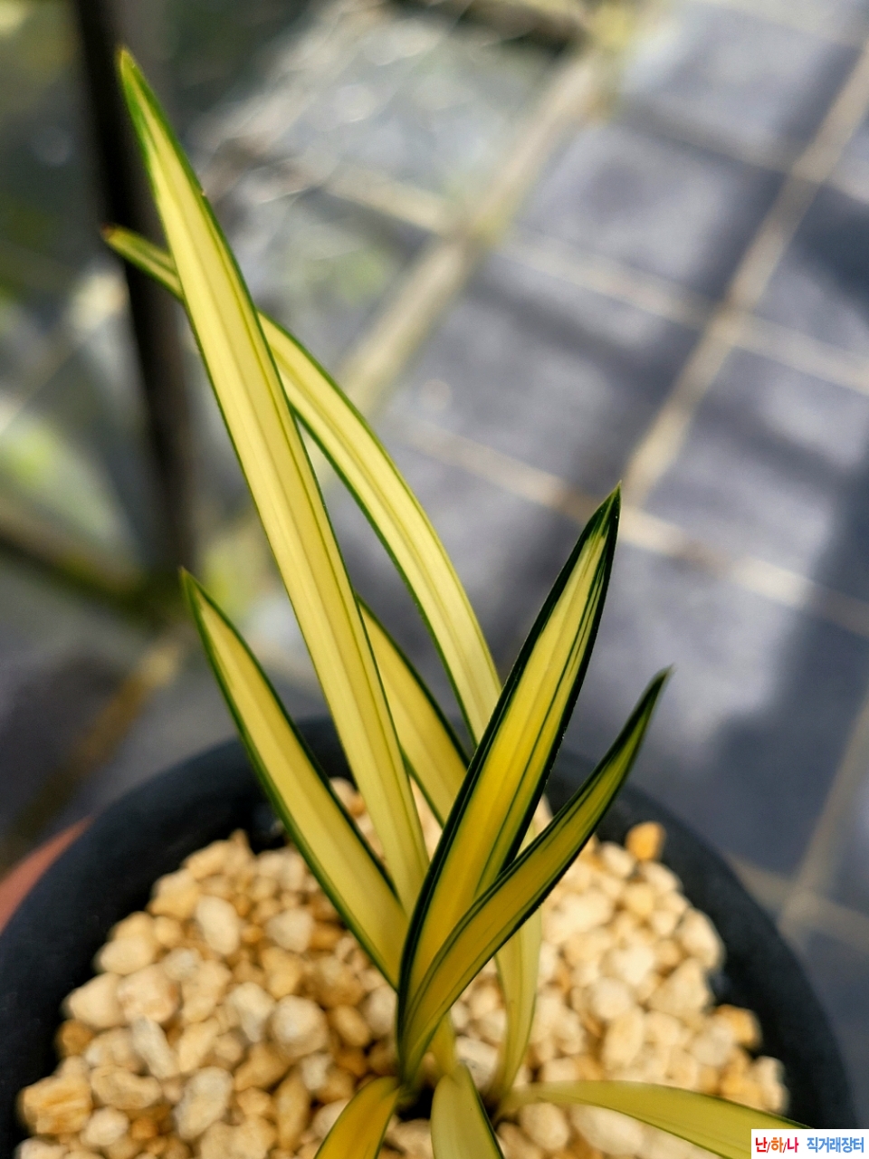 배부른엽성의중투호입?