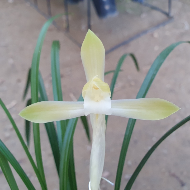 무명,,백화,,소심,,꽃2,,?