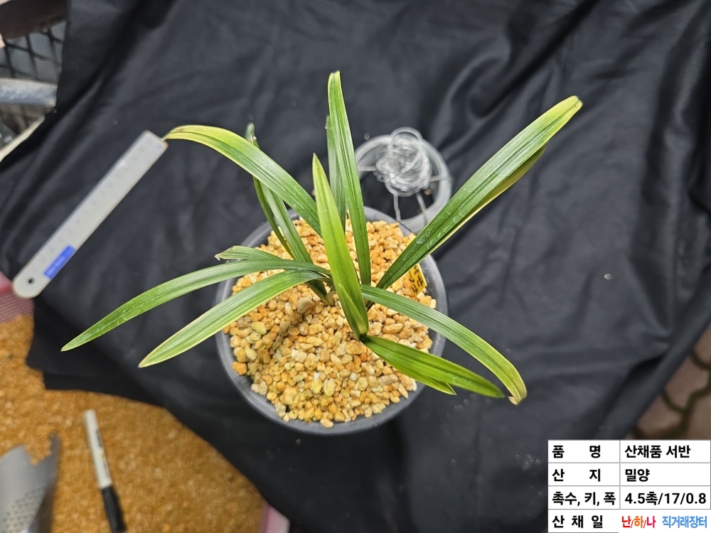 산채원품 서반