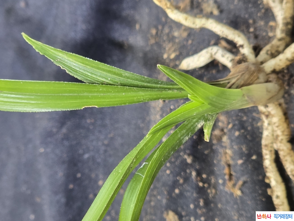 산채 단엽성 산반