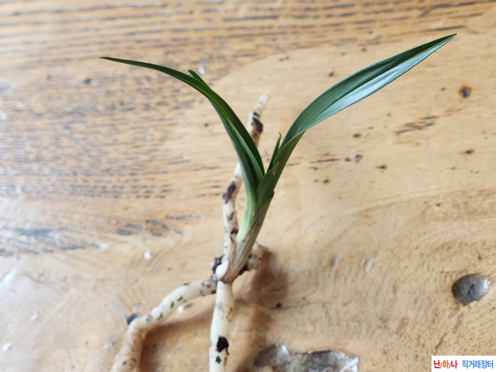 산채단엽성입변