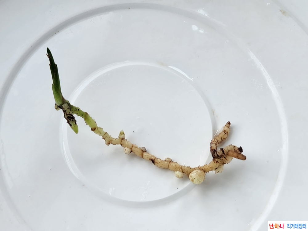 산채반성단엽