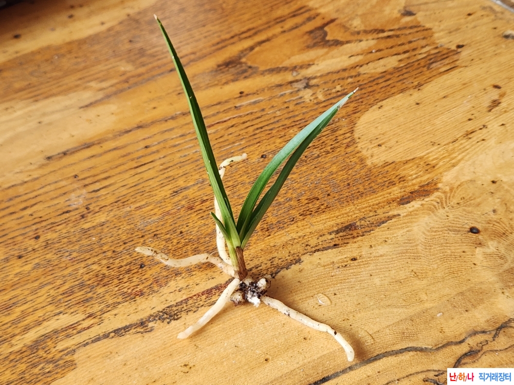 산채단엽성입변