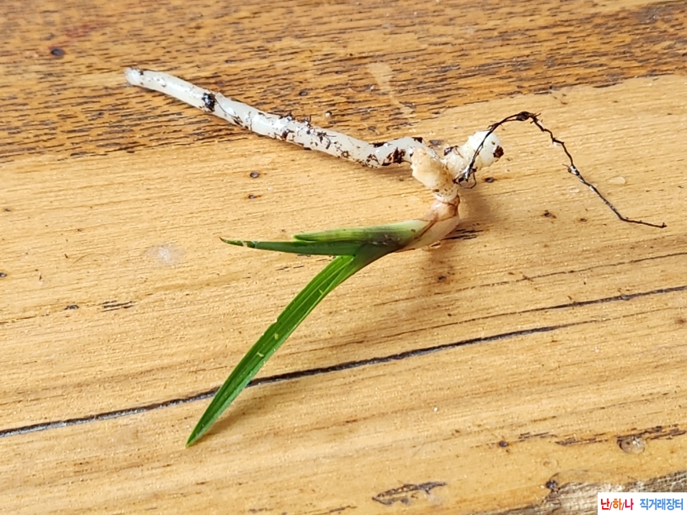 산채단엽성입변