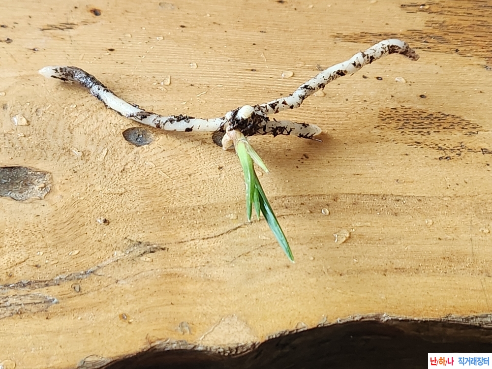 산채단엽성서반3촉