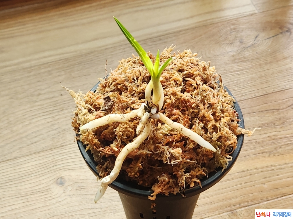 산채서반