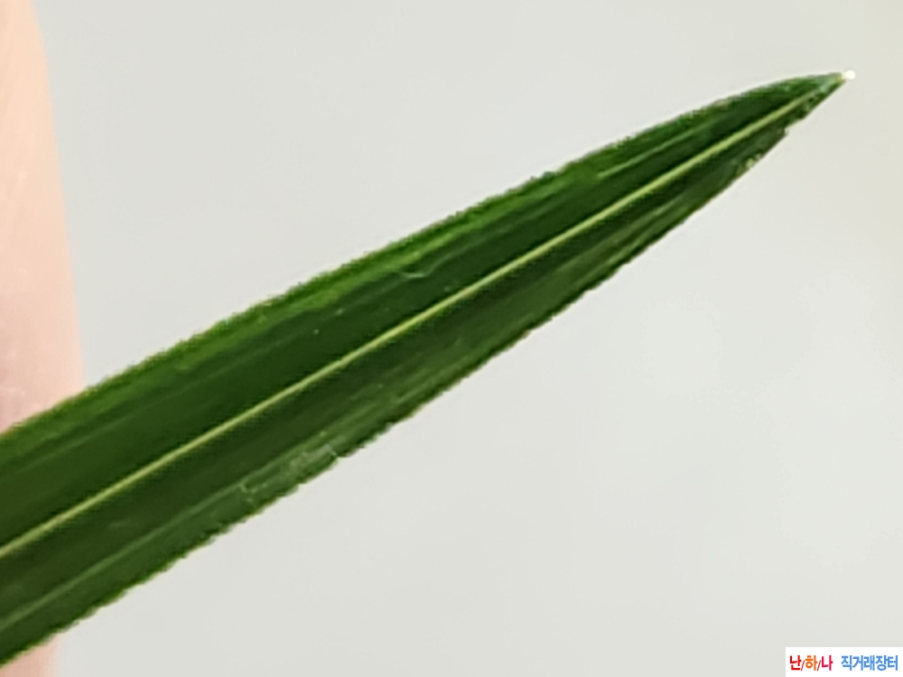 산채먹엽의 산반