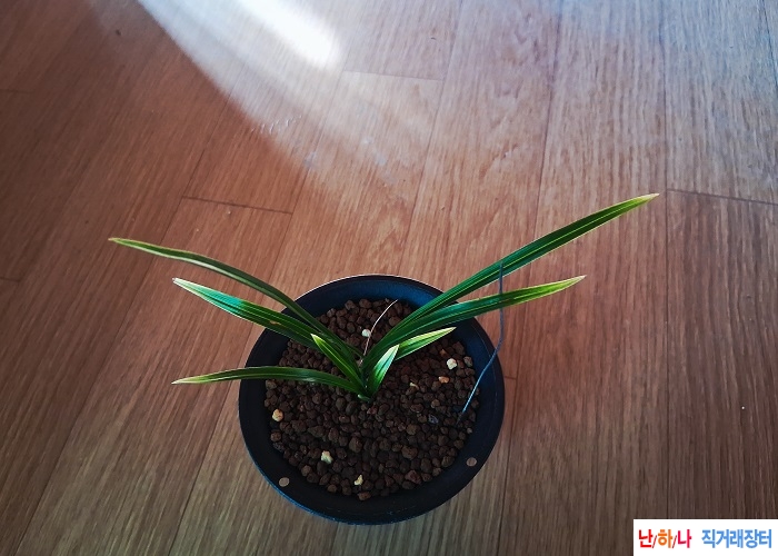 산채출발황산반