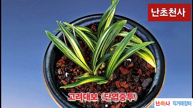 고려대보(단엽중투)