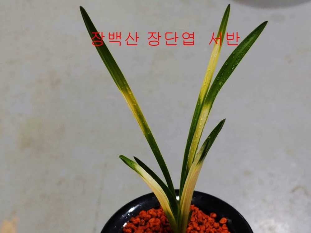 사연있는 종자