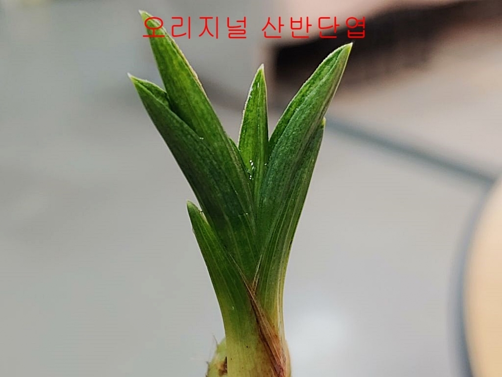강추 산반단엽