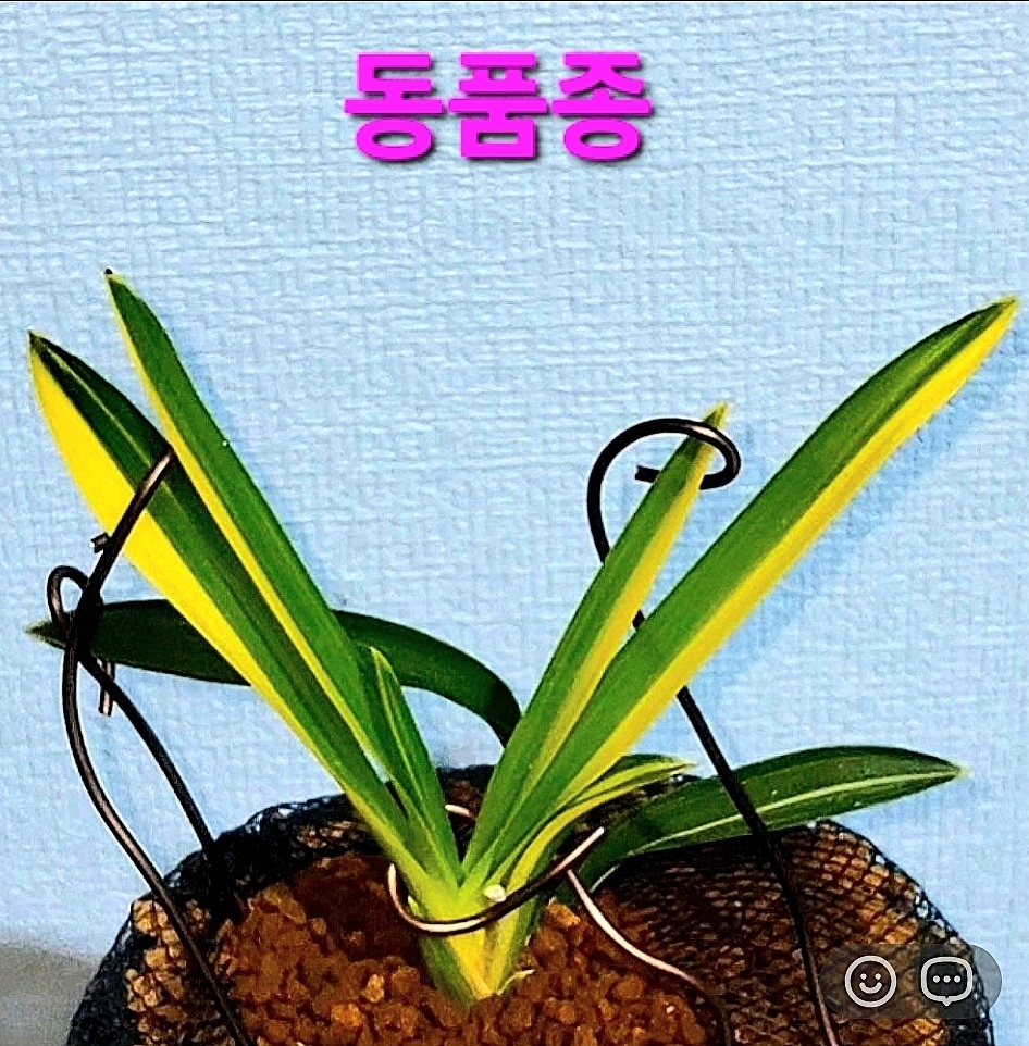 1등종자