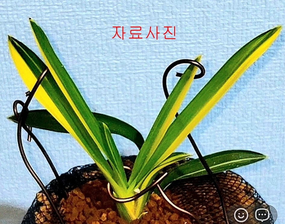 1등종자
