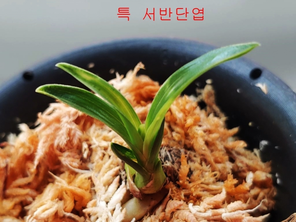 특  서반단엽