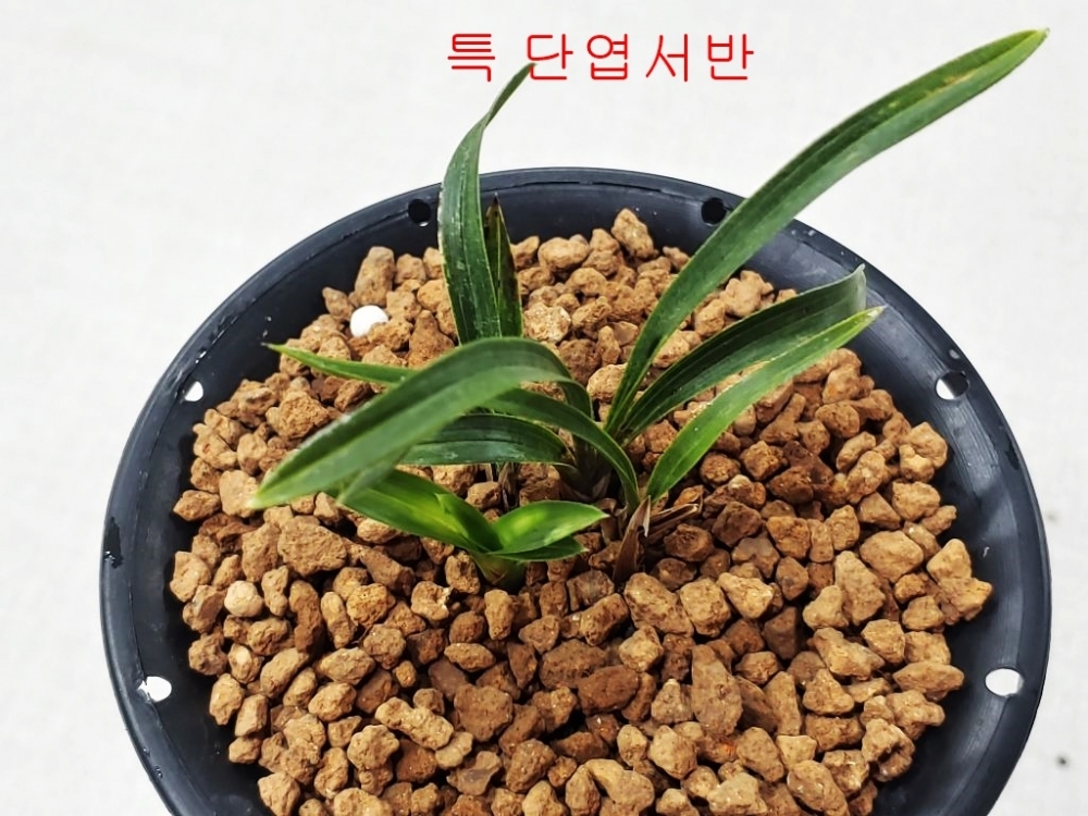 서반단엽
