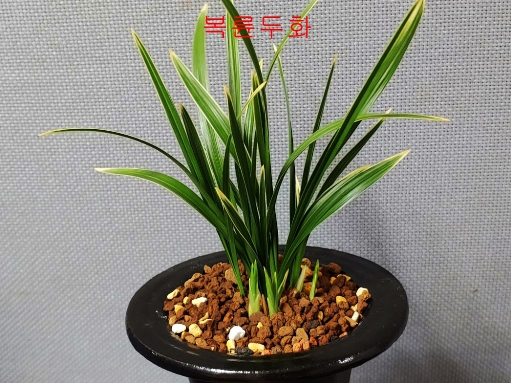 강추 두화복륜