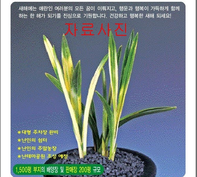 1등종자