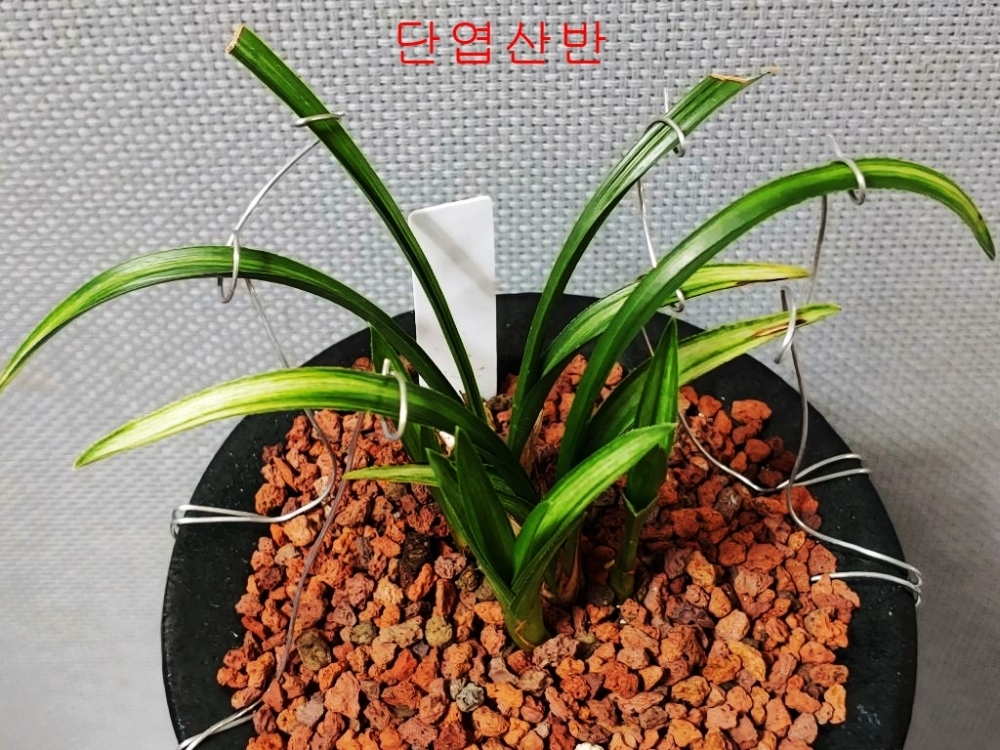 특  단엽산반