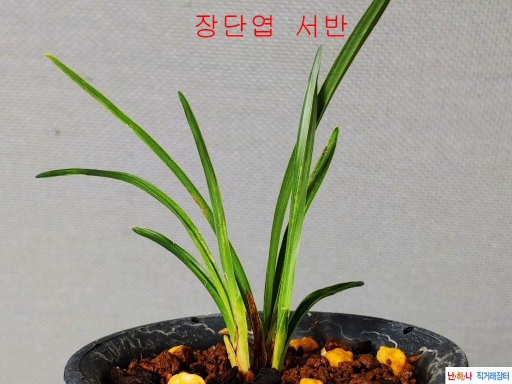 꽃보세요