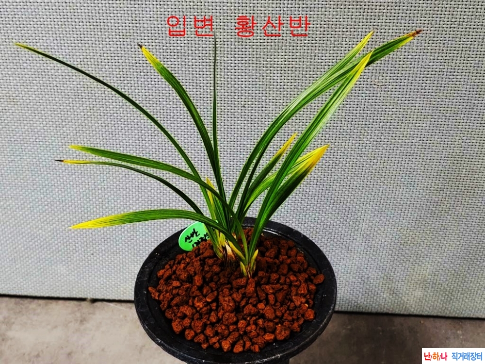 차원이다른종자