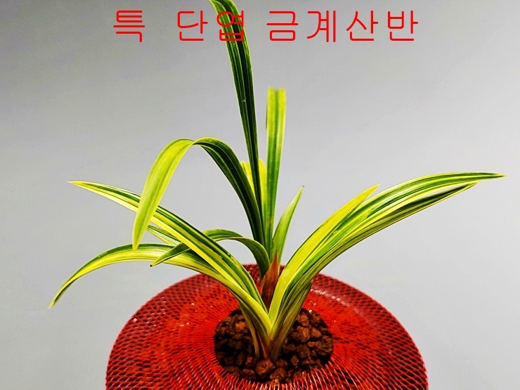 [관심상품]