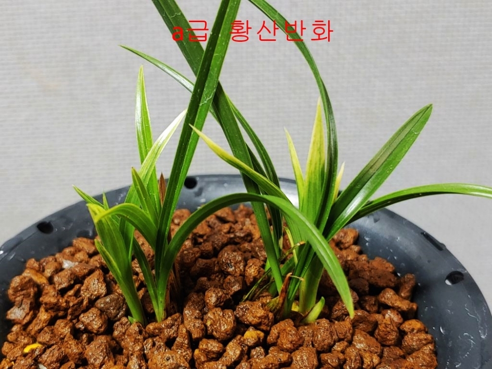 a황산반화